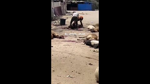 The jewish state has bombed a child in a wheel chair, the few animals&everything in surrounding area