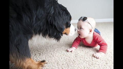 Dogs and babies _funny