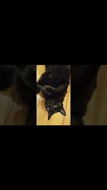 Clinton the cat, circa 2017