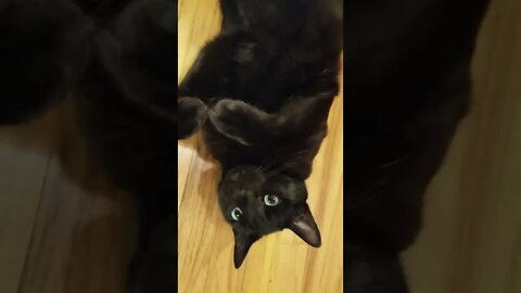 Clinton the cat, circa 2017