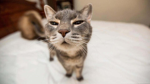 Funny Cats video