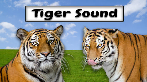 Animal sound. Tiger Roar