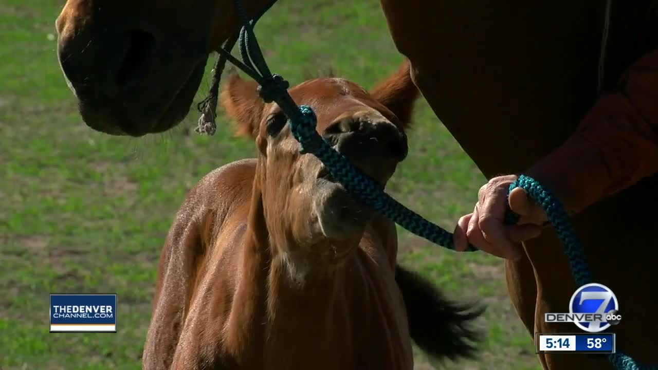 Neglected horses recovering well after being rescued in Park County