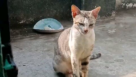 meri billi wapas a gailcat kids video Hindi #kidsvideo #minivlog #viralvideo