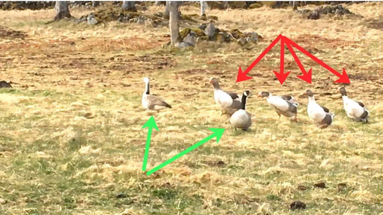 Incredible Nature! Wild VS Farm Goose