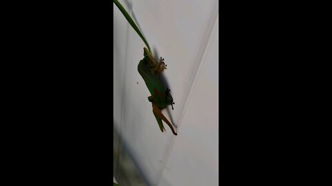 Lizard XXX 2