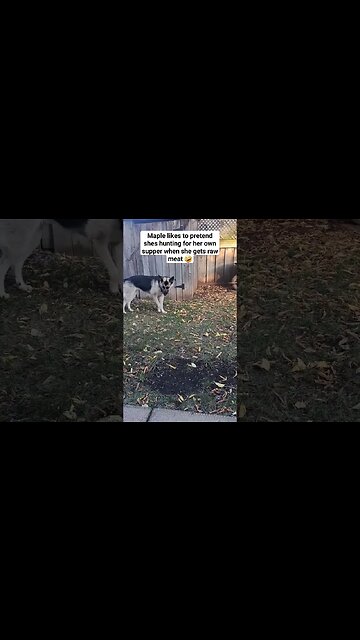 Maple Plays With Raw Steak