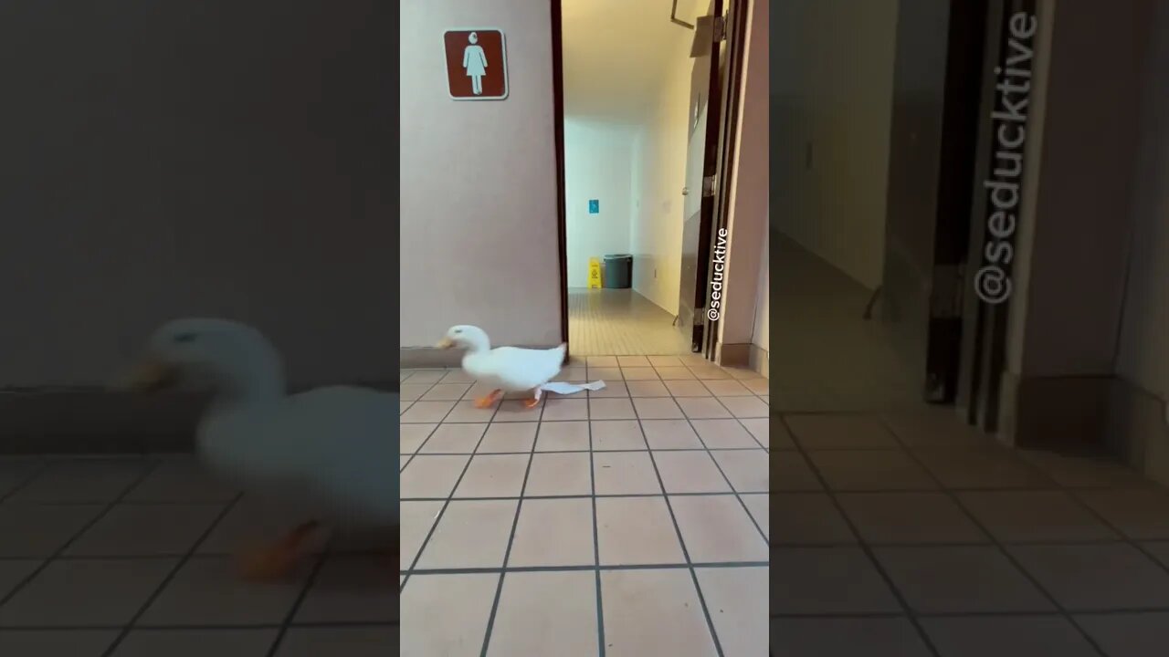 Embarrassing Duck Moment