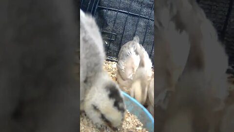 Mother hen has accepted some new chicks but not others