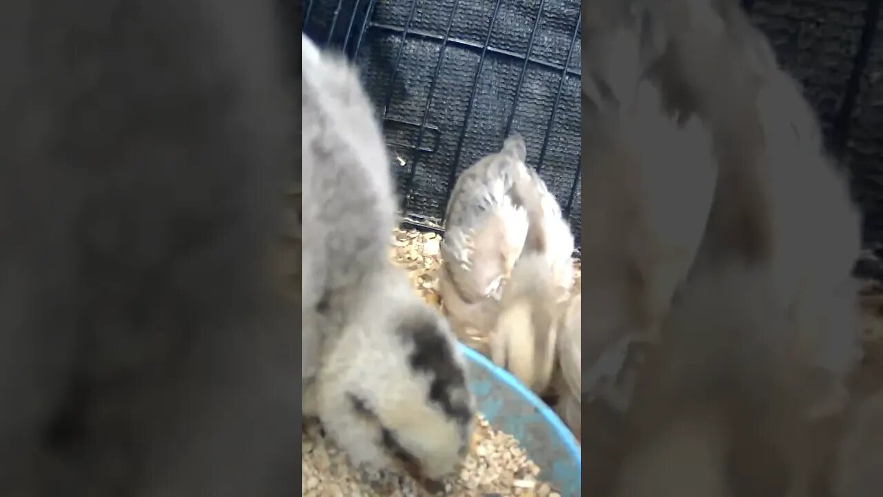 Mother hen has accepted some new chicks but not others