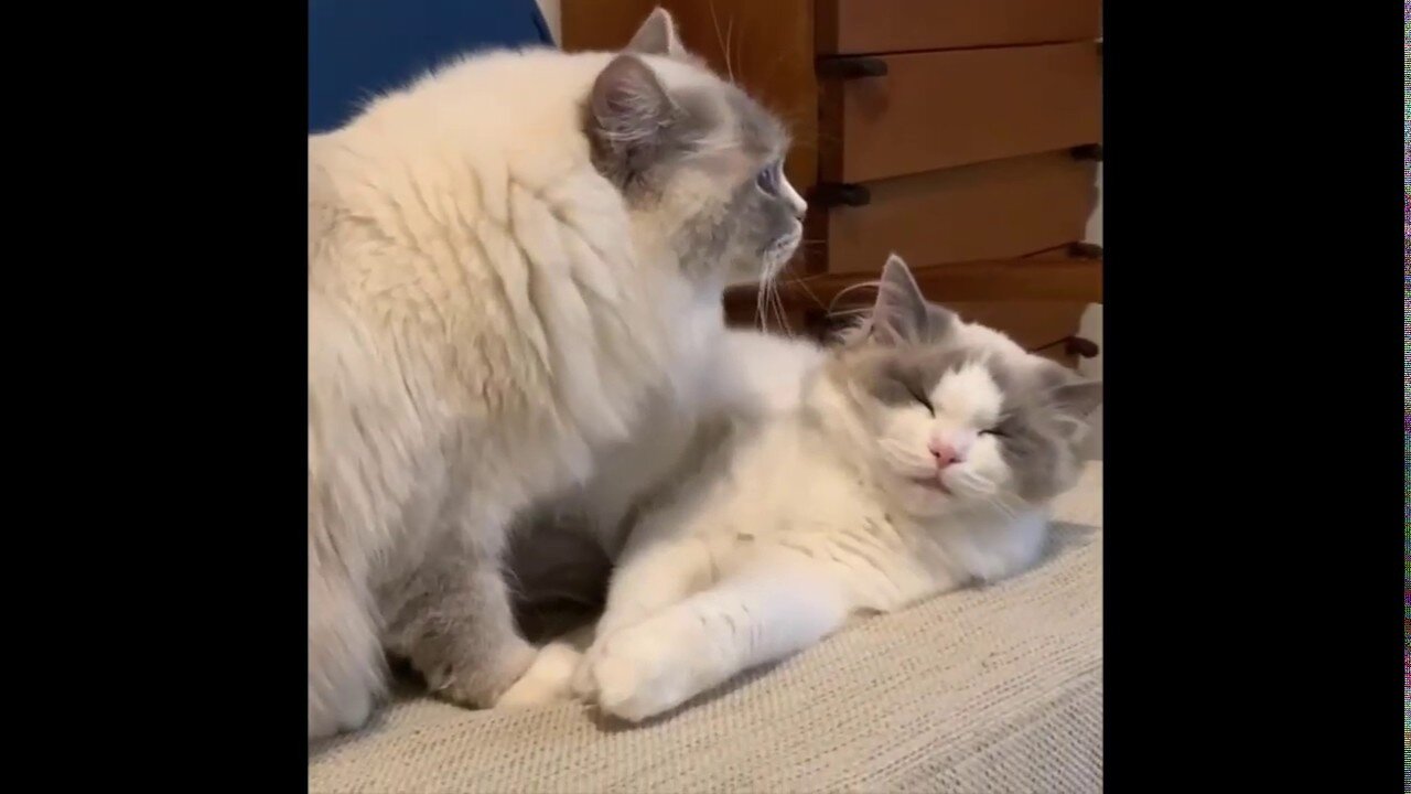 Cat Fun and Fails - Funny Cat Video