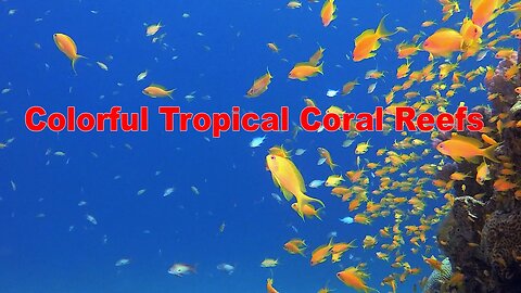 4k Colorful Corals and Fishes | HD Video No Copy Right | Free Video