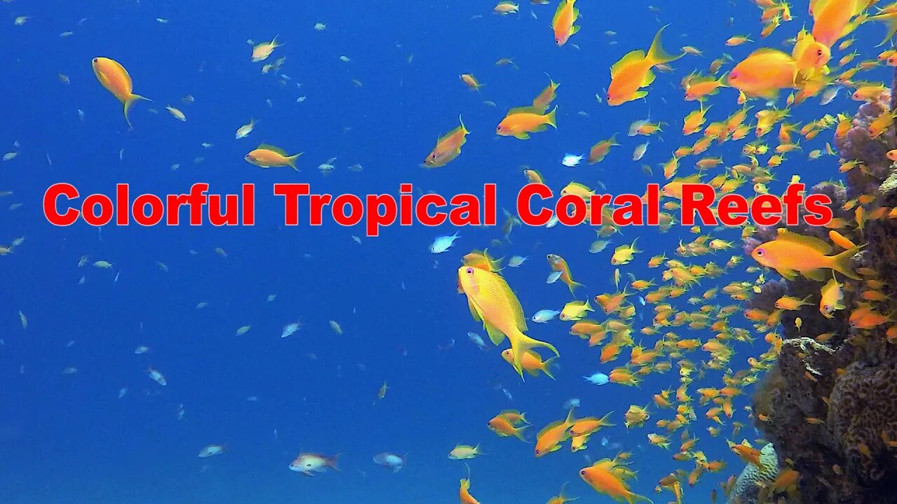 4k Colorful Corals and Fishes | HD Video No Copy Right | Free Video