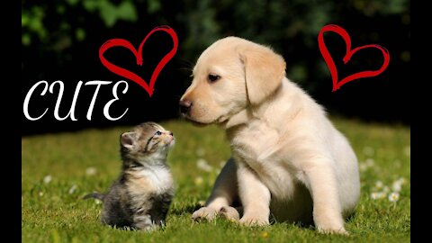Cute Pets And Funny | Best Funny Video Animals