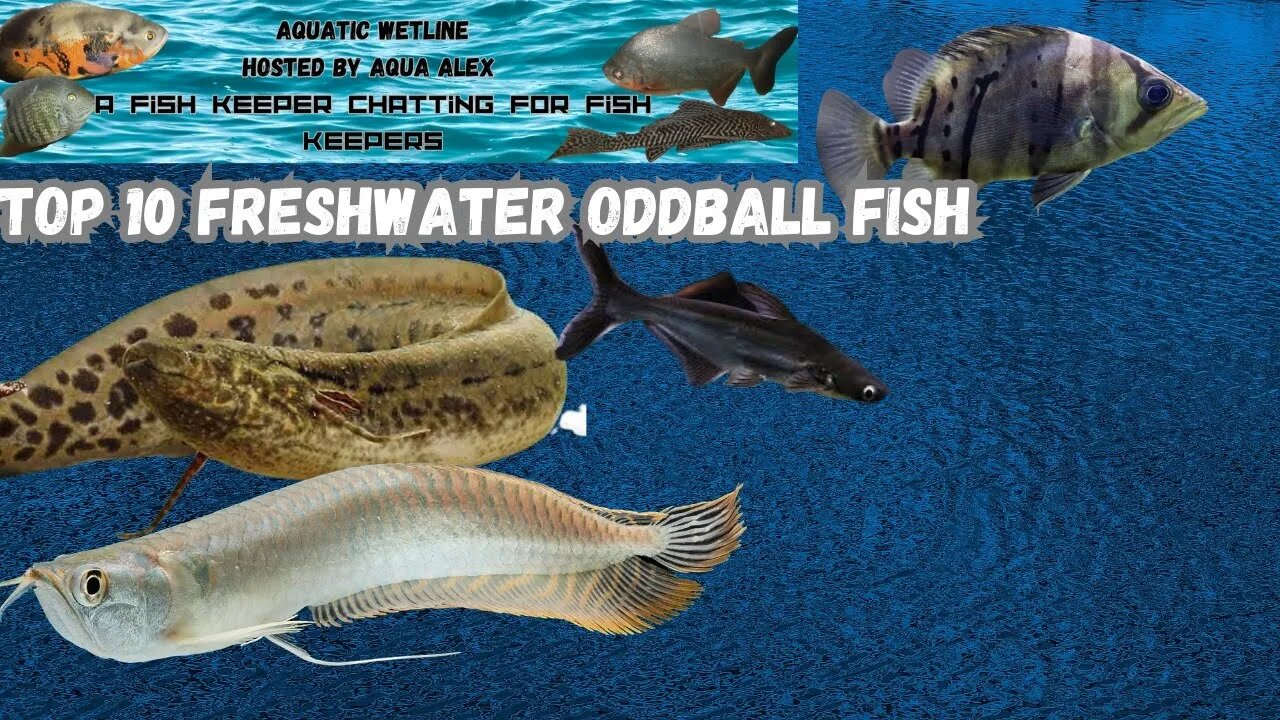 Aquatic Wetline W/ Aqua Alex: Top 10 Freshwater Oddball Fish!