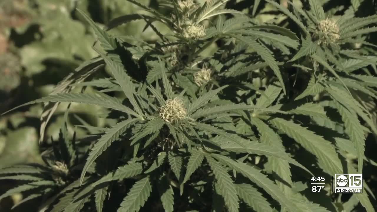 Police warn marijuana not legal yet after Prop 207 passes in Arizona