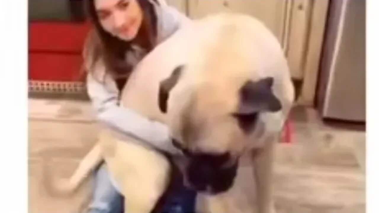If you watch so you will lose (Funniest)