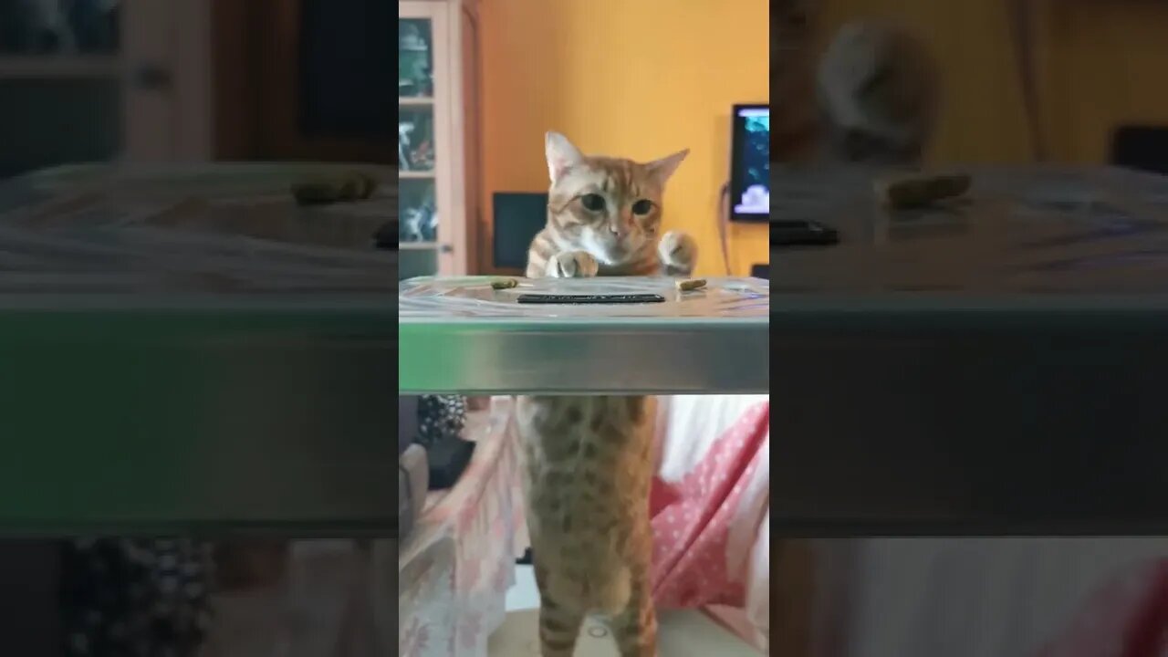 Cat struggles with food