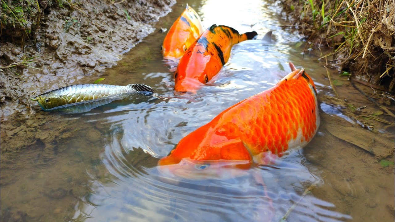 Finding Big Koi fish, Koki fish, Ornamental fish, Gold fish, Freshwater fish, Sea fish