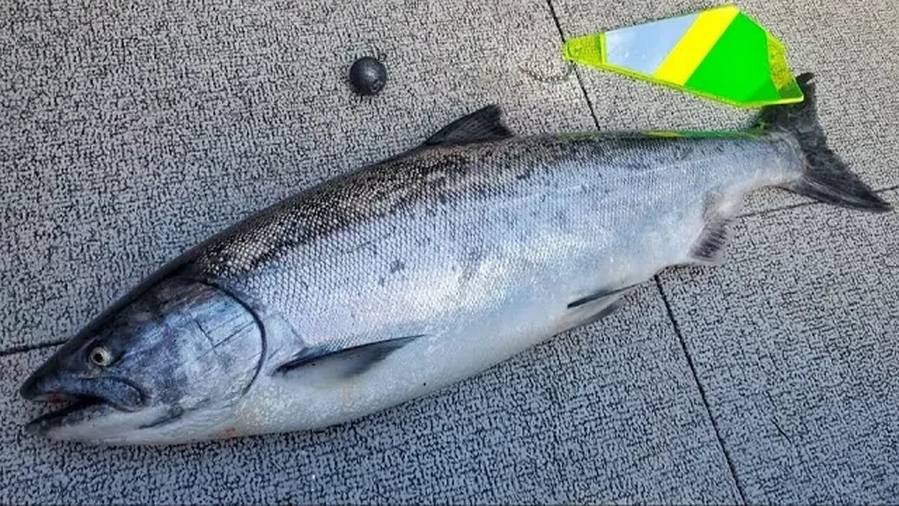 Columbia River Springer Fishing Tip, Tricks, & Tactics.