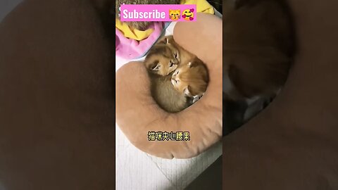 Get ready So cutest cats baby! in home || 🥰😽🐱|| #shortsfeed #youtubepets #cat