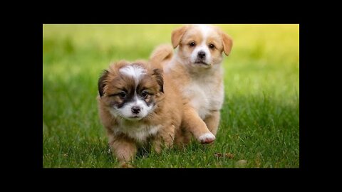 Sooo Cute Baby Animals Awww 🎭 | Videos of Dogs and Cats Cute Moments #7