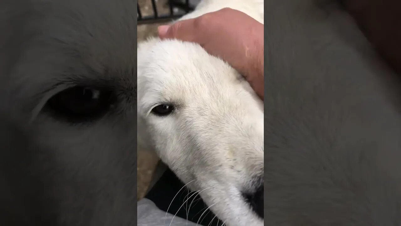 Maremma pup settling into new home