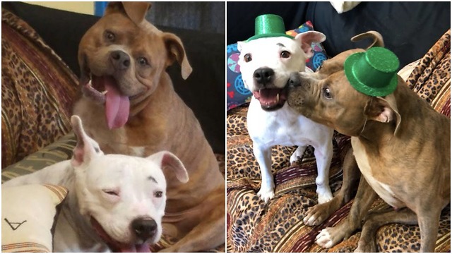 Two dogs find each other are really something special.