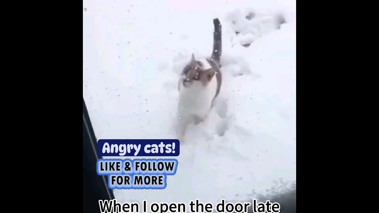 Angry cute cat 😻 trending video