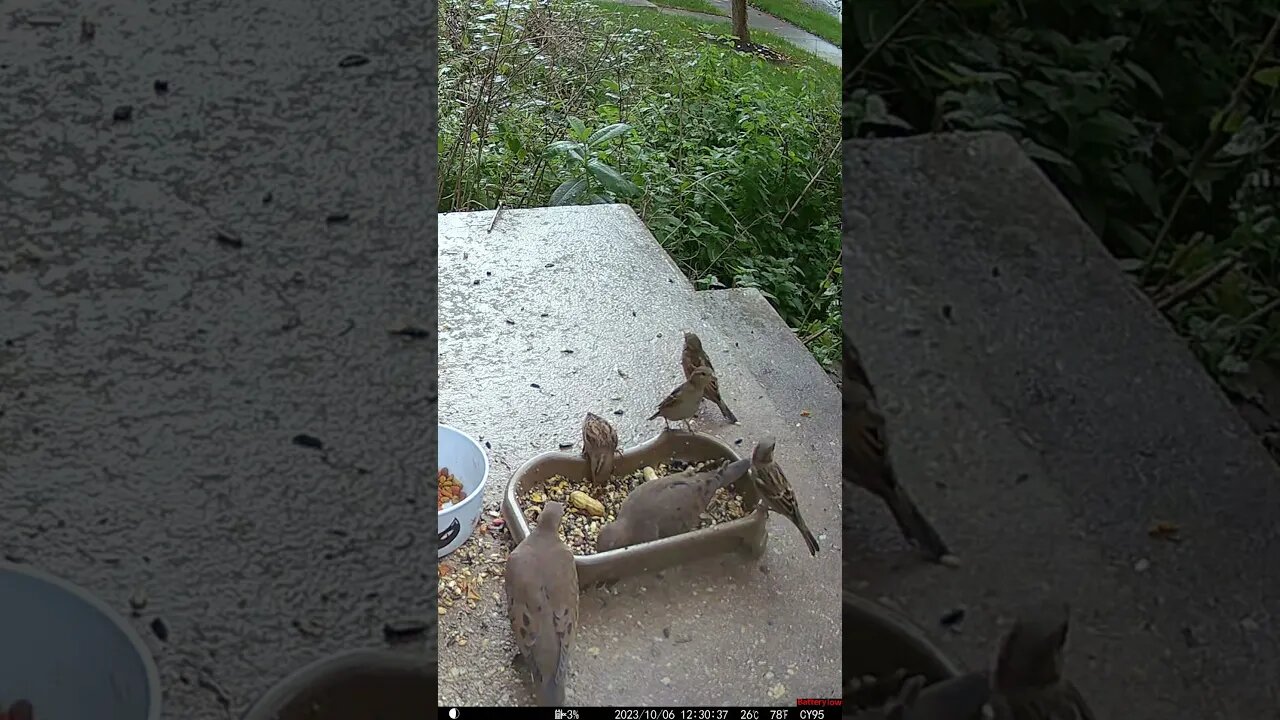 Birds In The Rain! 🐦💧