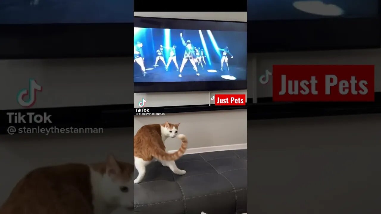 Funny cat twerking #shorts #tiktok #cute #viral #funnyvideos