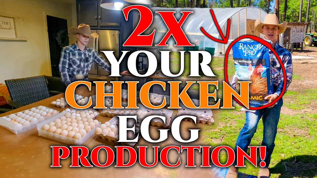 2X Your Chicken EGG Production! • With 2 EASY STEPS! • BEST Chicken FOOD!