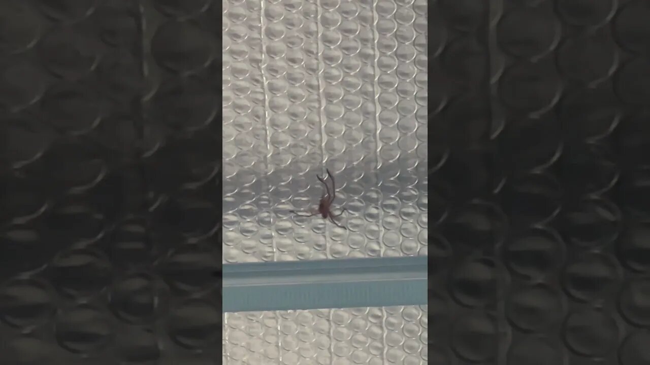 Morning Mr Huntsman