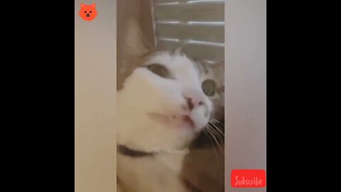 cute cat relaxing #cats #shorts #youtubeshorts #viral
