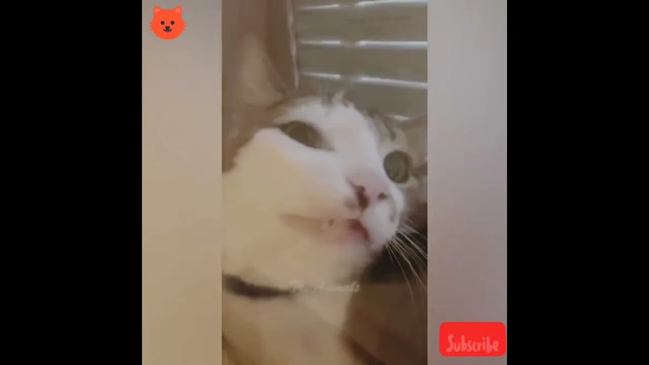 cute cat relaxing #cats #shorts #youtubeshorts #viral