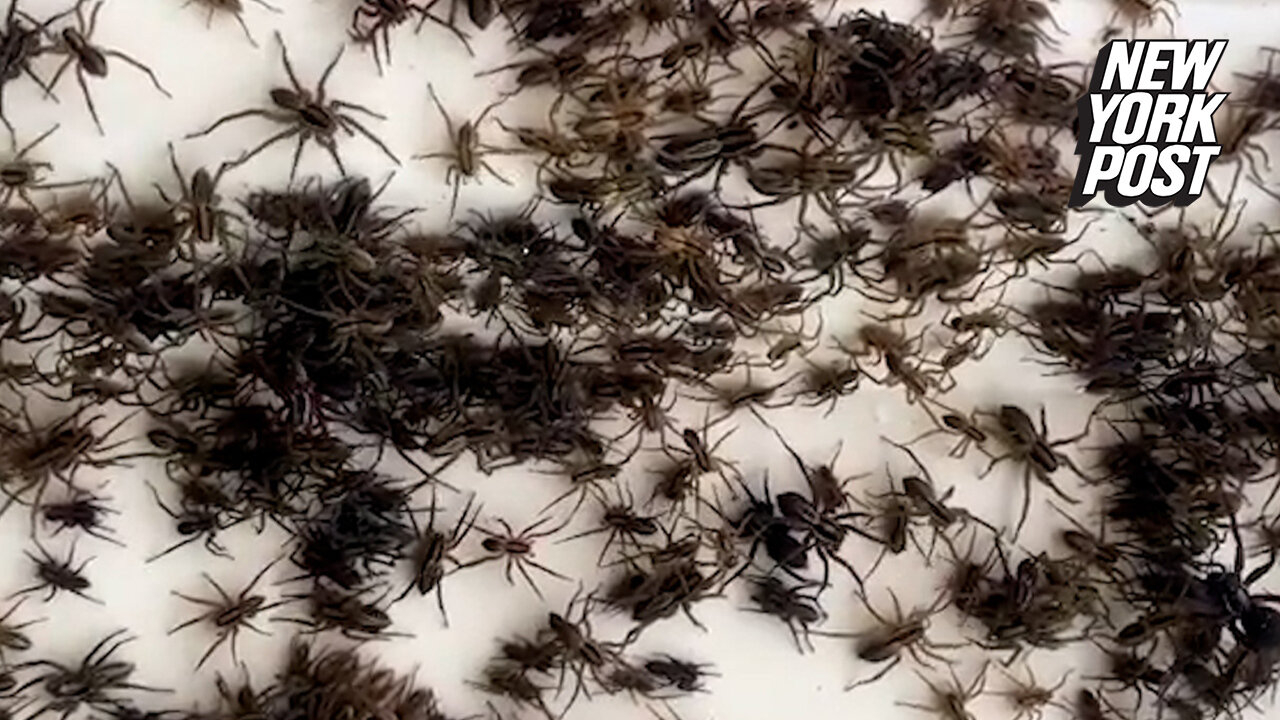 Spiders in Australia will have you bugging out