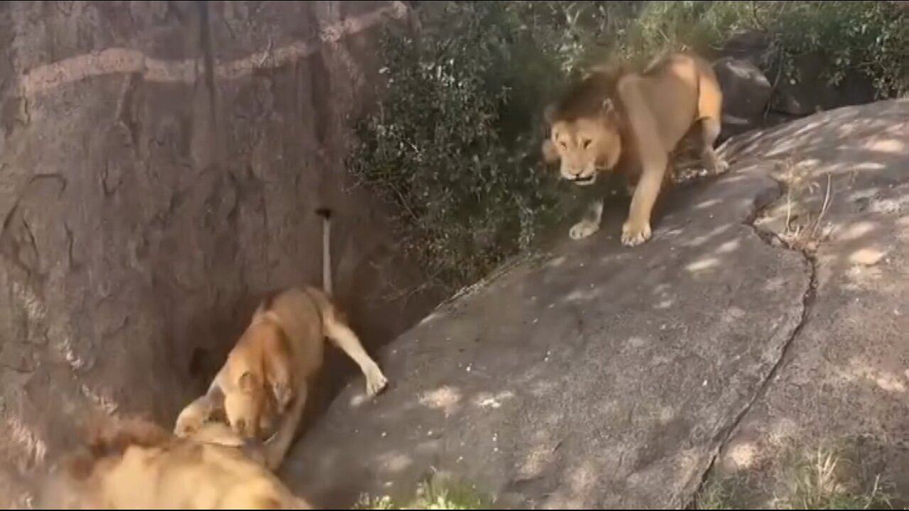 Lions Attack Lion