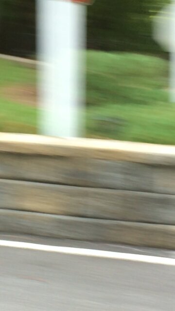 Foxy raids cats food