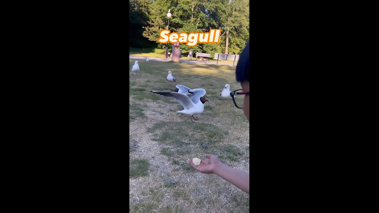 The Seagull