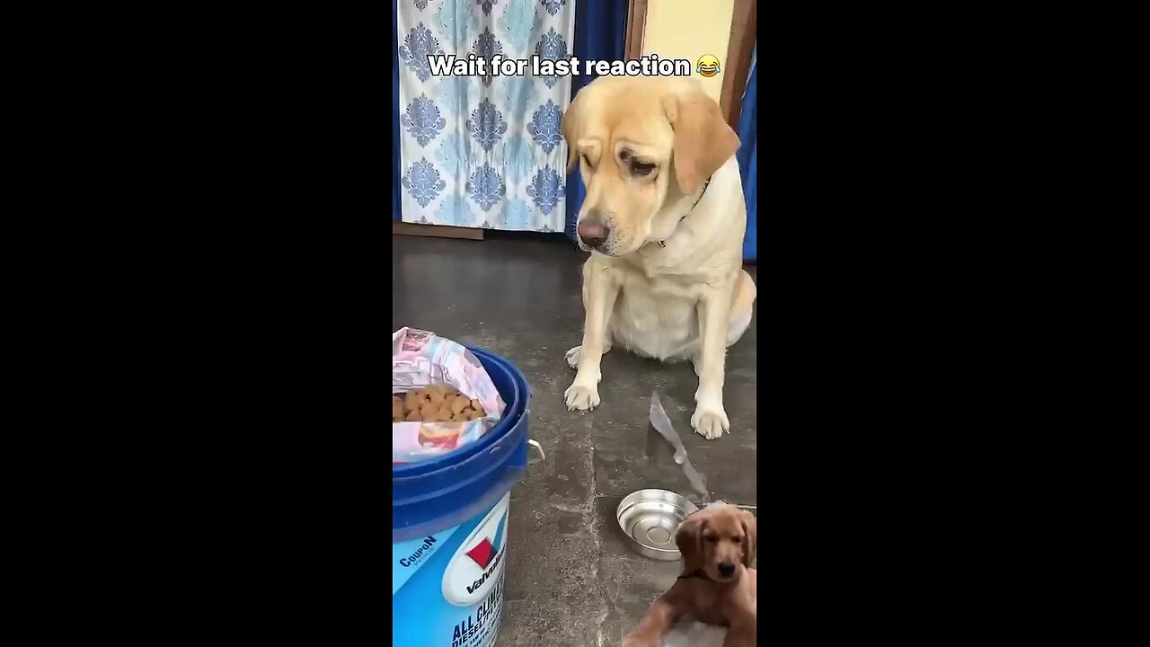 food lover dog