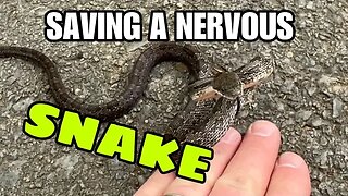 Saving a nervous rat snake
