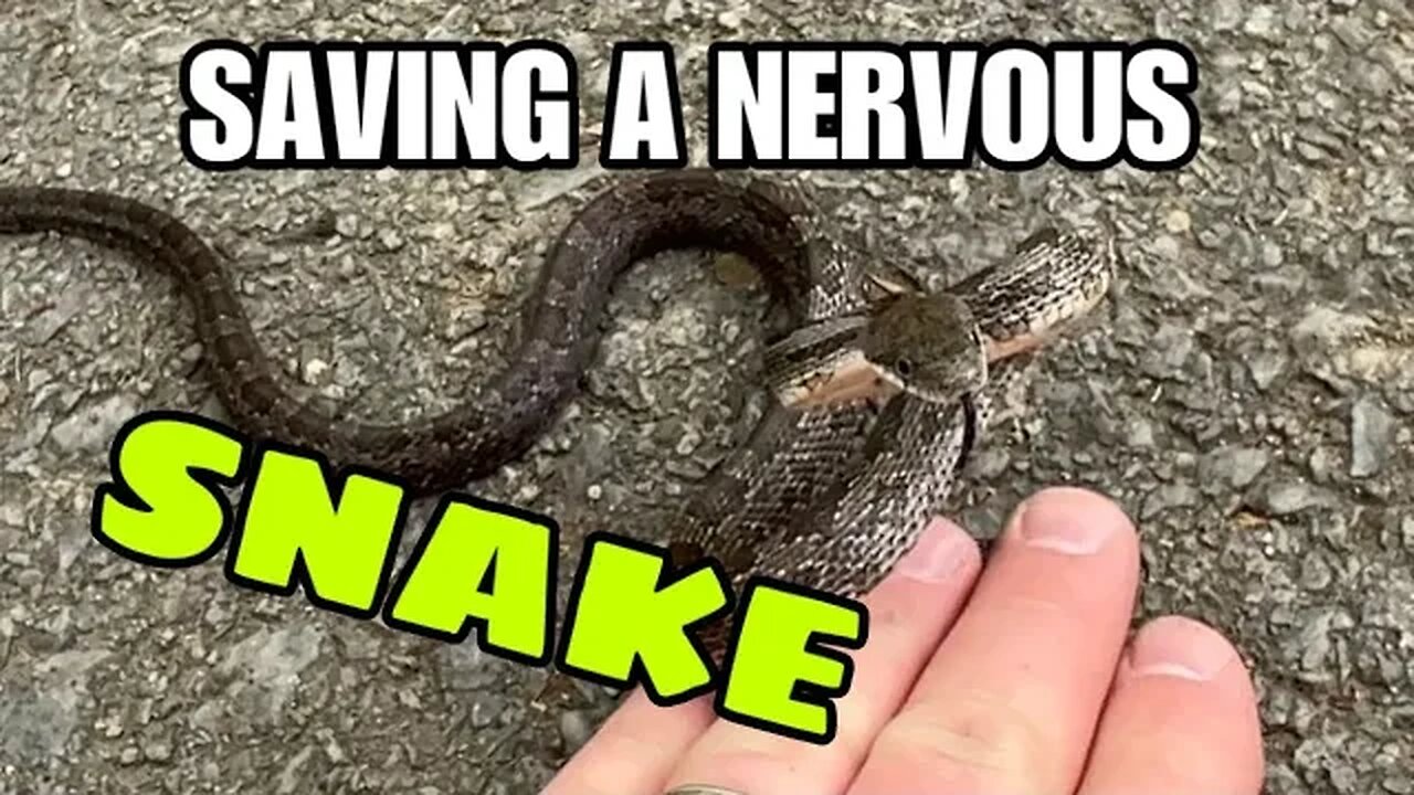 Saving a nervous rat snake