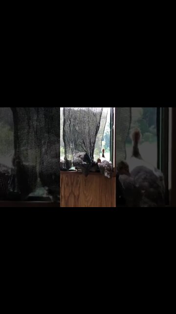 12 week guinea fowl keets perch at end of bed