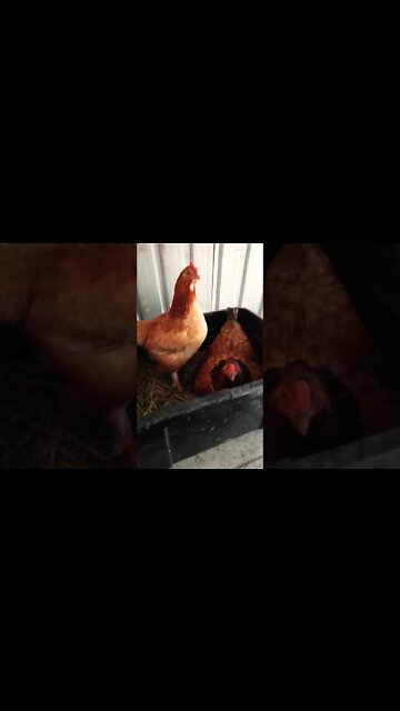 Forest has come to help Chook chook sit on the eggs