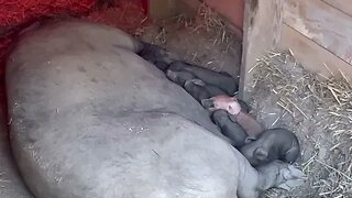 1 day old piglets.