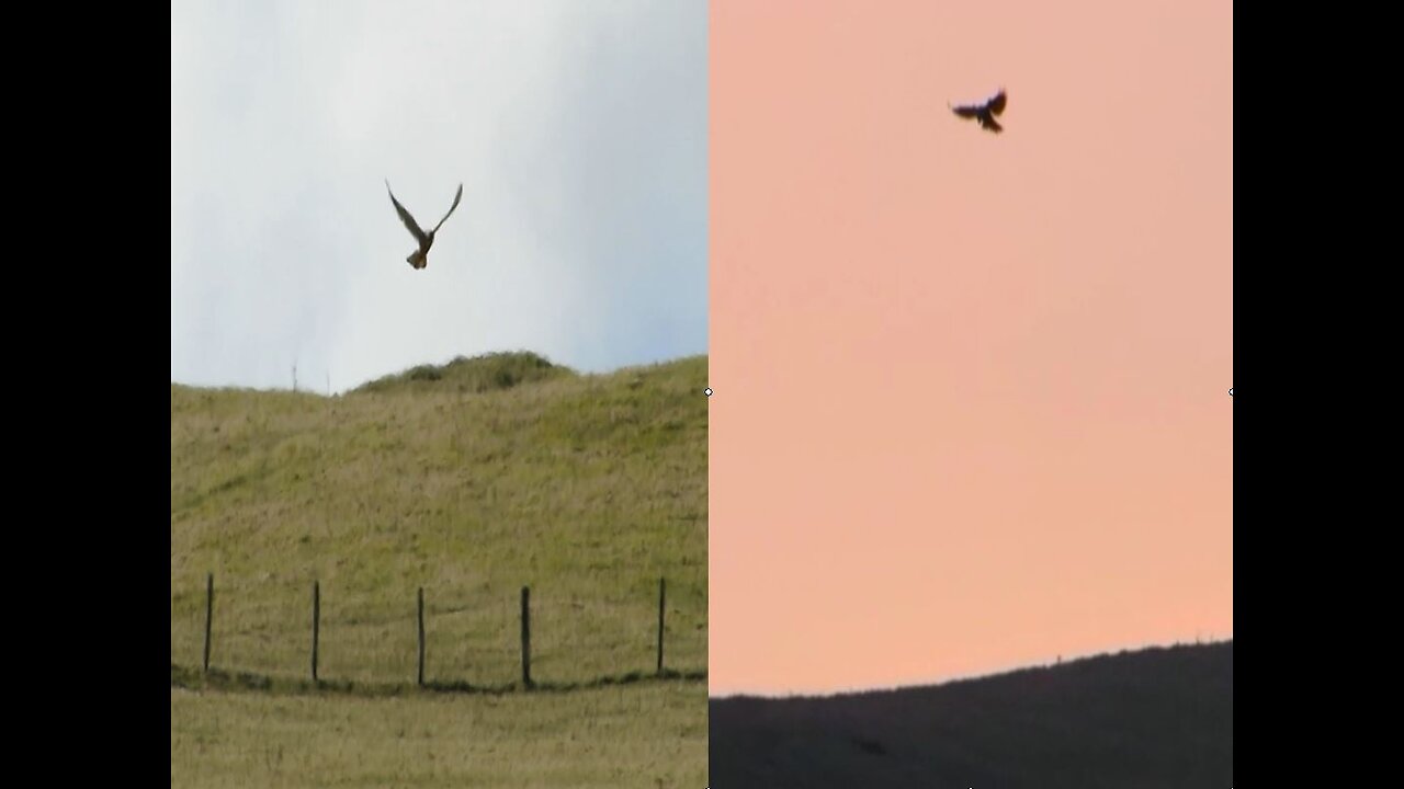 Kestrel Sunset