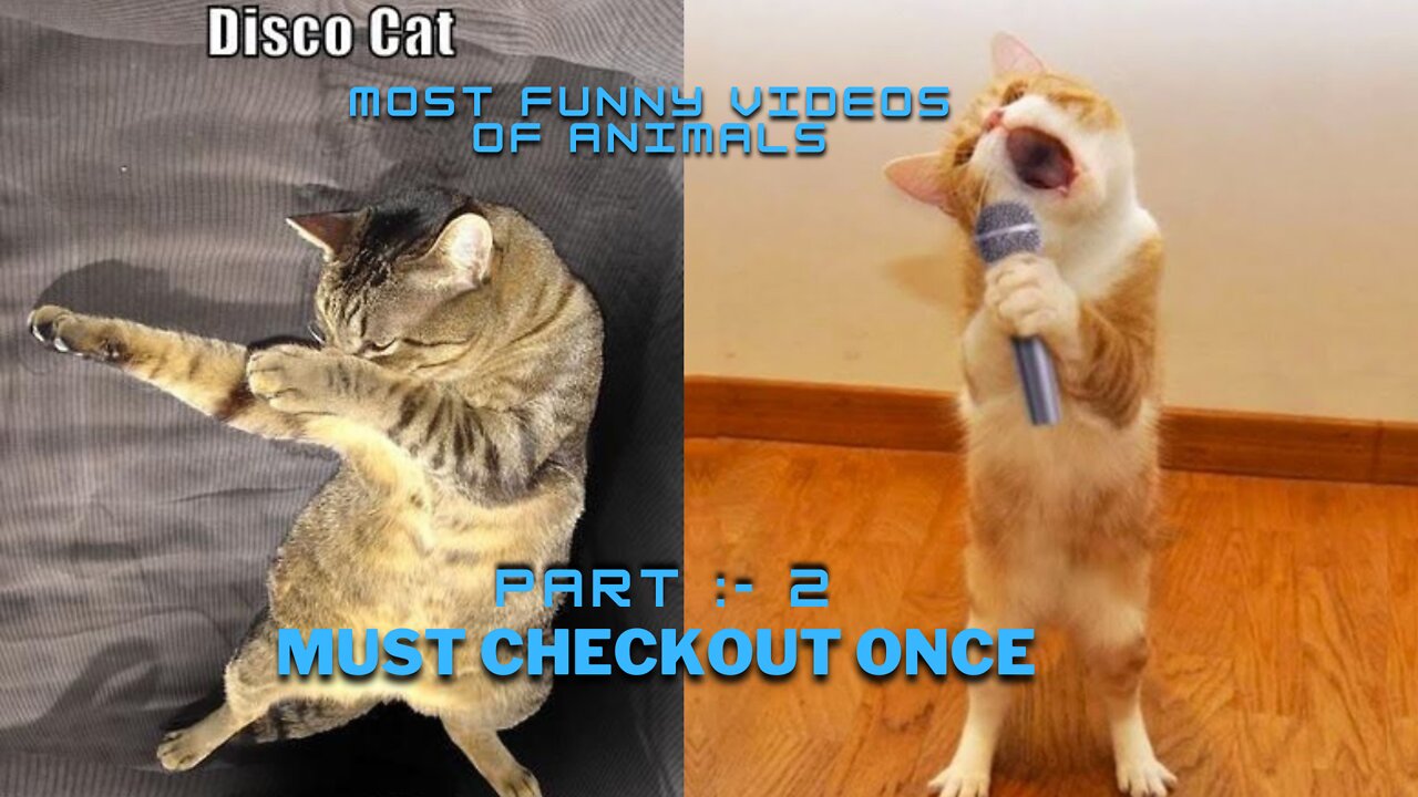 MOST VIRAL DISCO CAT
