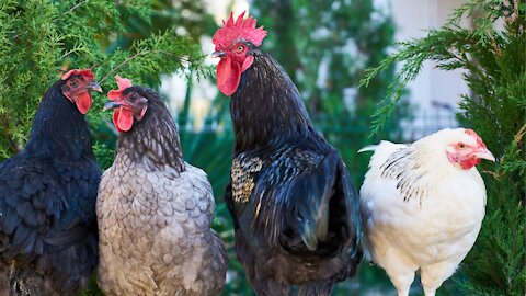 Hen video Beautiful and amazing video of Hen