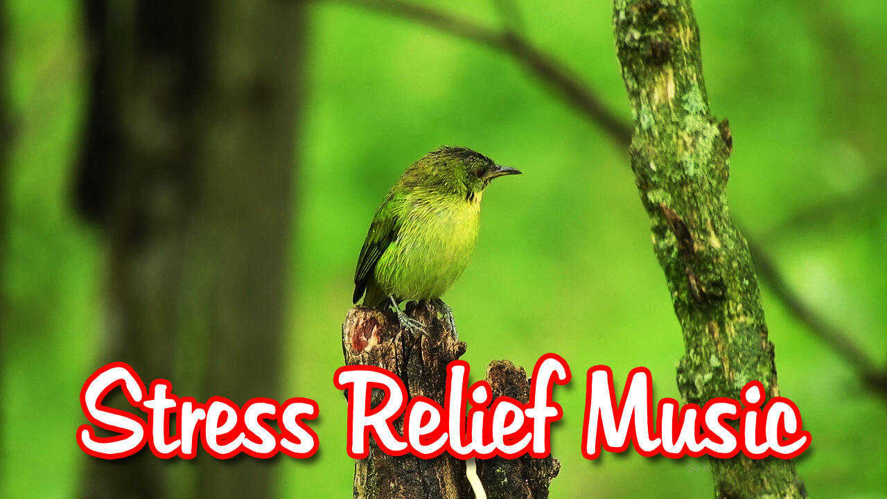 Beautiful Soothing Meditating Music for Stress Relief