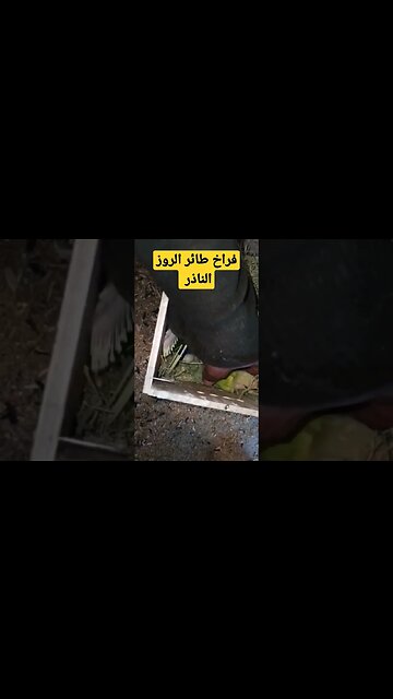 فراخ طائر الروز الناذر